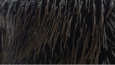 Экомех Mirofox коллекции Yaki / Шелковый Як / цвет - Onyx