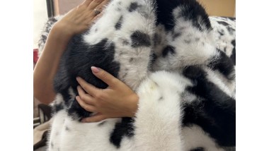 Искусственный мех MIROFOX / коллекция ALPEN / цвет — Grey Alpine (серо-чёрный)